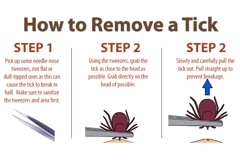 How to Remove a Tick - East Hill Veterinary Clinic