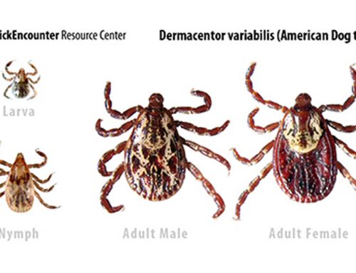 Tick Identification and Information