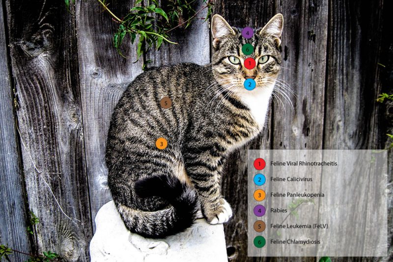 Feline Vaccines Protecting Your Cat from Disease East Hill