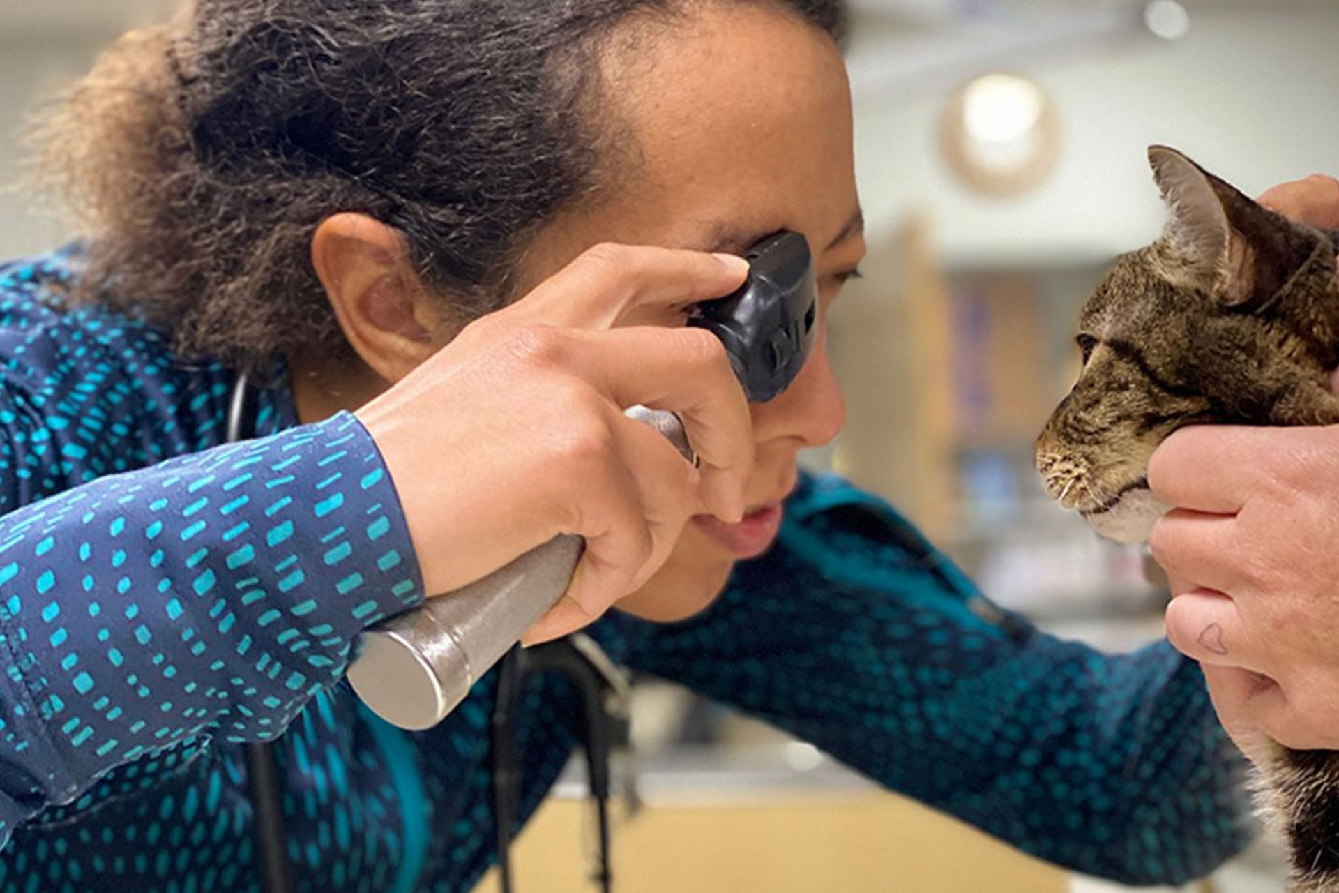 Vet in Willits East Hill Veterinary Clinic