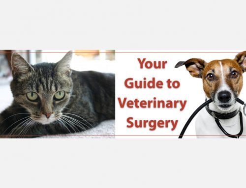 A Guide to Veterinary Surgery