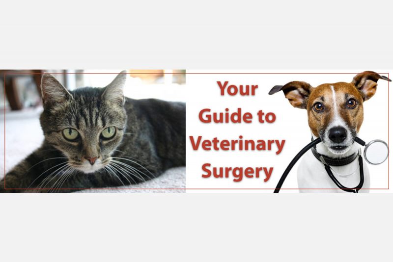A Guide to Veterinary Surgery East Hill Veterinary Clinic