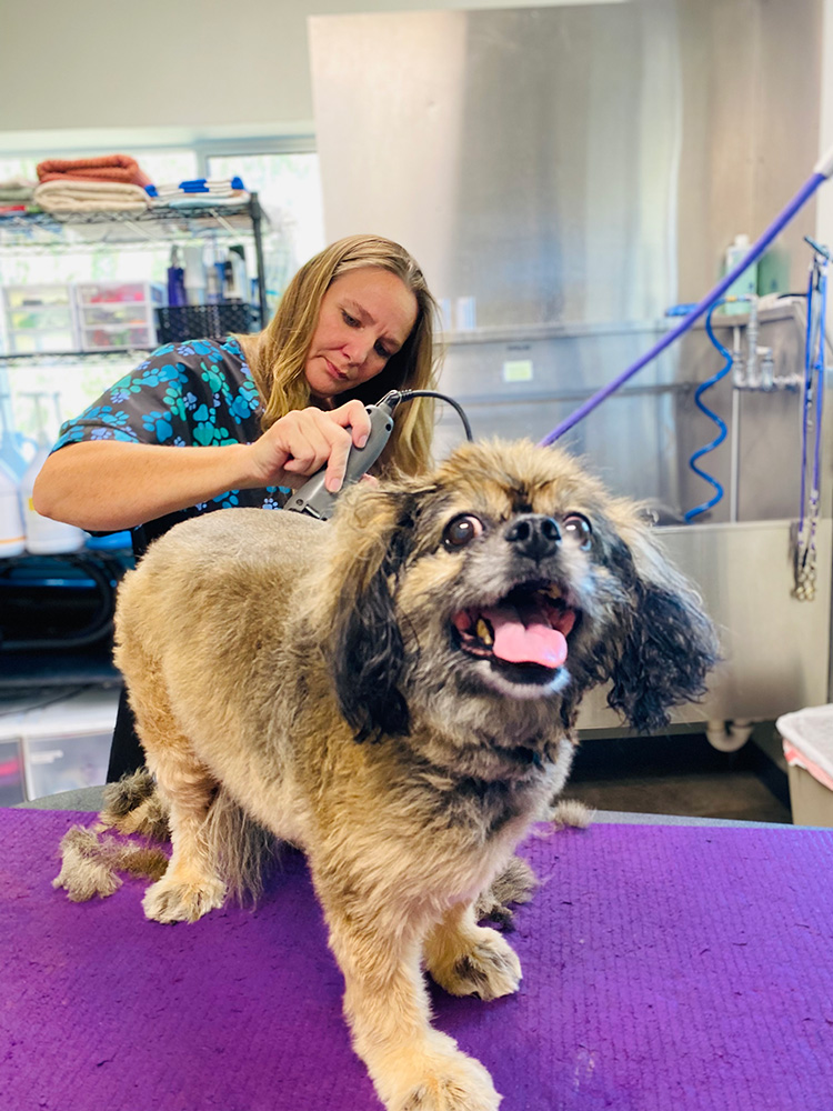 Grooming - Vet In Willits | East Hill Veterinary Clinic